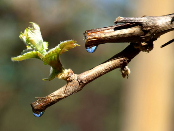 Как правильно обрезать виноград весной — схемы и советы