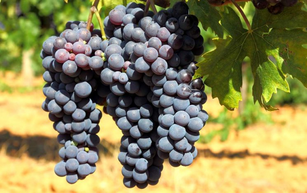 Популярные сорта винограда — фото и описание
