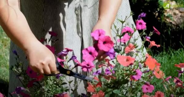 Подкормка петуний для пышного и обильного цветения: чем и как подкормить цветок летом