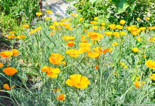 Цветы, которые успеют вырасти в июле и августе: посадка, пересадка и подкормка
