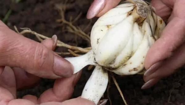 5 способов размножения лилий: семенами, чешуйками, бульбочками, черенками и делением луковиц