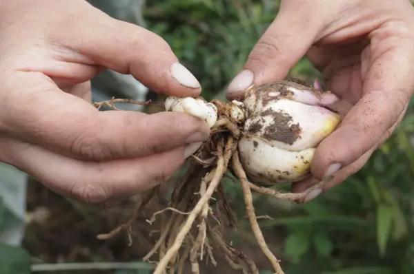 5 способов размножения лилий: семенами, чешуйками, бульбочками, черенками и делением луковиц