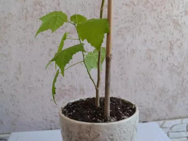 Яркий и нежный абутилон: как посадить и вырастить канатник дома