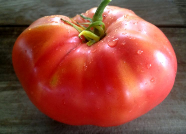 Томаты Розовый Мед — основные правила выращивания помидоров