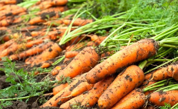 Как сажать морковь весной — сроки и правила весеннего посева моркови в открытый грунт