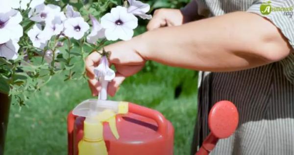 Подкормка петуний для пышного и обильного цветения: чем и как подкормить цветок летом