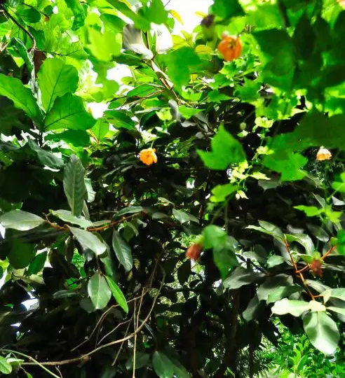 Яркий и нежный абутилон: как посадить и вырастить канатник дома