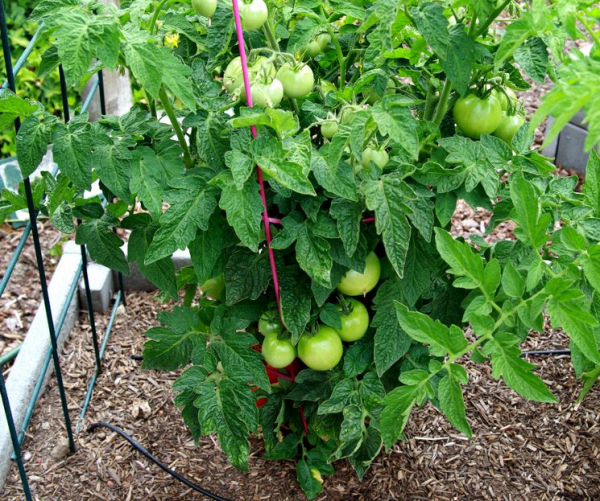 Томаты Розовый Мед — основные правила выращивания помидоров