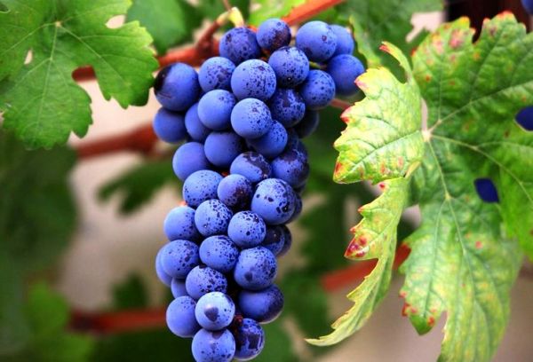 Популярные сорта винограда — фото и описание