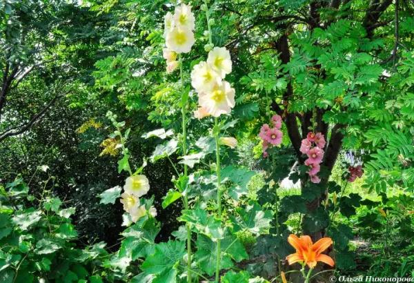 Цветы, которые успеют вырасти в июле и августе: посадка, пересадка и подкормка