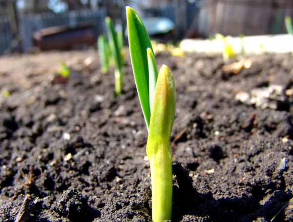 Как сажать лук весной? Методика и сроки посадки лука севок / посева семенами (чернушка)