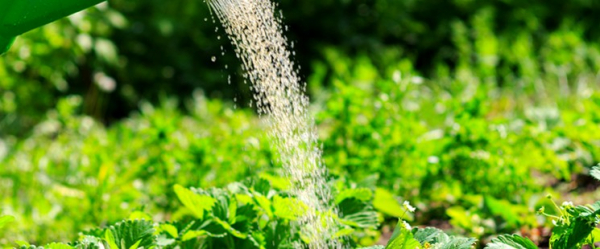 Удобрение клубники весной — минеральные и органические подкормки