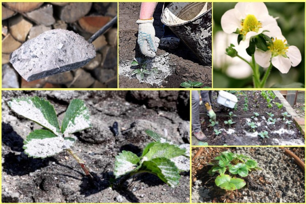 Удобрение клубники весной — минеральные и органические подкормки
