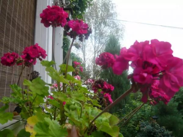 Герань: черенкование, размножение и укоренение черенками Герань: черенкование, размножение и укоренение черенками