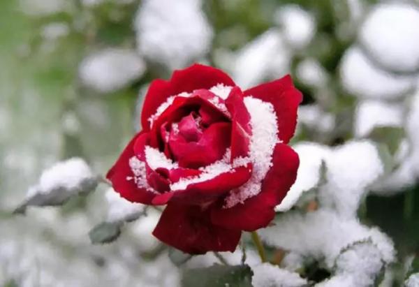Укрытие роз на зиму в Сибири
