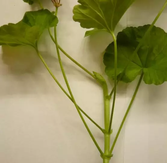 Герань: черенкование, размножение и укоренение черенками Герань: черенкование, размножение и укоренение черенками