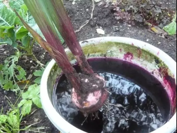 Гладиолусы осенью: когда выкапывать, как правильно сушить и хранить