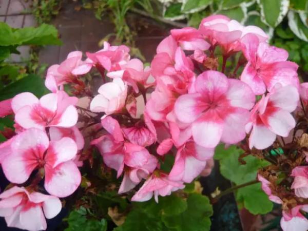 Герань: черенкование, размножение и укоренение черенками Герань: черенкование, размножение и укоренение черенками