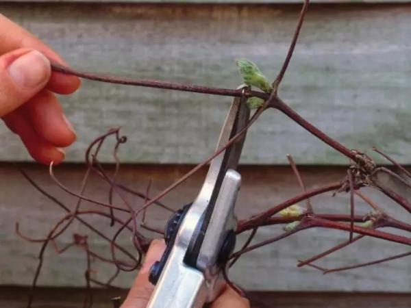 Обрезка, укрытие и подготовка к зиме клематиса: садоводу важно знать