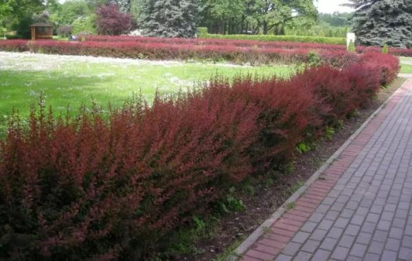 8 красивых декоративных кустарников с красными листьями в дизайне сада