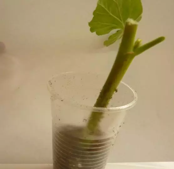 Герань: черенкование, размножение и укоренение черенками Герань: черенкование, размножение и укоренение черенками