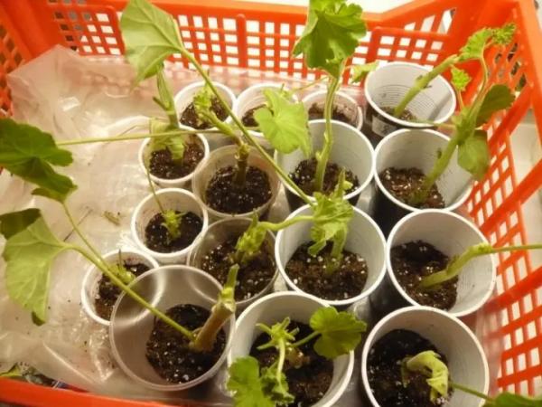 Герань: черенкование, размножение и укоренение черенками Герань: черенкование, размножение и укоренение черенками