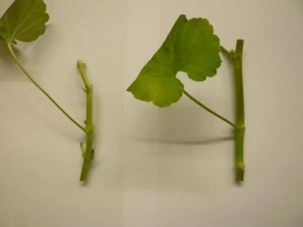 Герань: черенкование, размножение и укоренение черенками Герань: черенкование, размножение и укоренение черенками