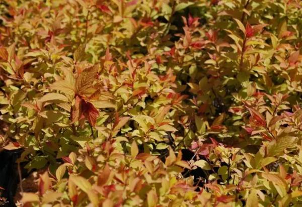 8 красивых декоративных кустарников с красными листьями в дизайне сада