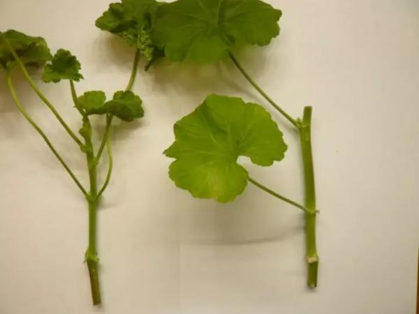 Герань: черенкование, размножение и укоренение черенками Герань: черенкование, размножение и укоренение черенками