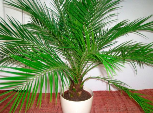 Пальмовидные домашние растения
