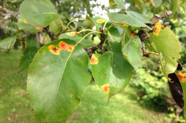 Как лечить грушу от пятен на листьях?