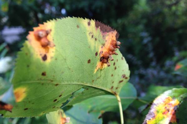 Как лечить грушу от пятен на листьях?