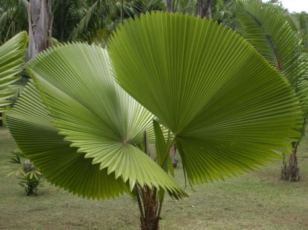 Пальмовидные домашние растения