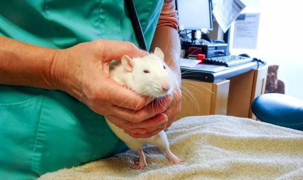 Негативные последствия появления крысиных блох в доме