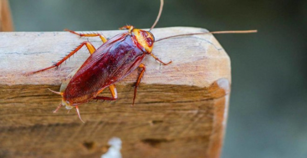 К чему снятся тараканы — убивать тараканов во сне, ловить, давить, видеть в квартире  