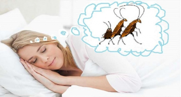 К чему снятся тараканы — убивать тараканов во сне, ловить, давить, видеть в квартире  