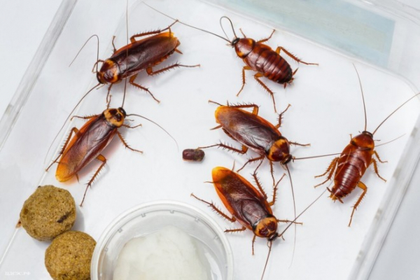 Сколько живут тараканы — жизненный цикл, особенности, стадии развития