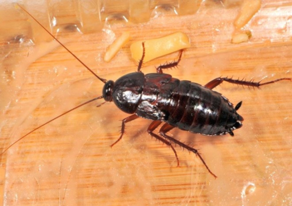 Сколько живут тараканы — жизненный цикл, особенности, стадии развития