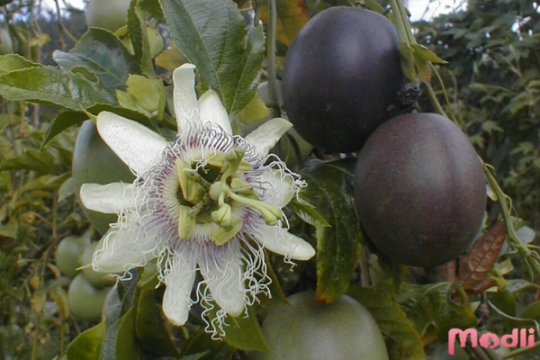 Цветок пассифлоры - плоды маракуйя