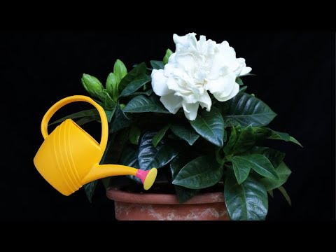 Комнатный цветок гардения