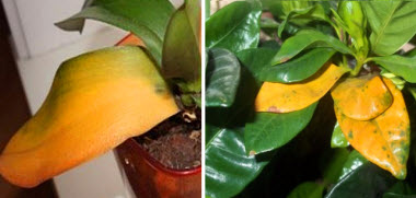 Почему желтеют листья у домашних растений?