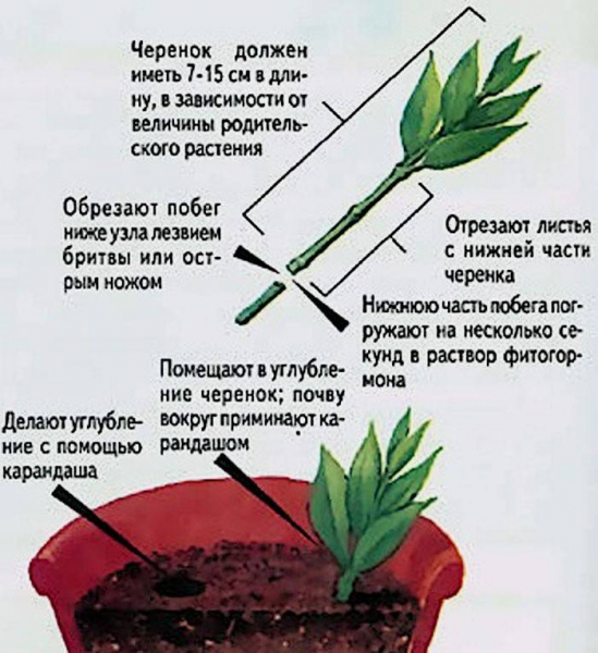 Комнатный цветок гардения Комнатный цветок гардения