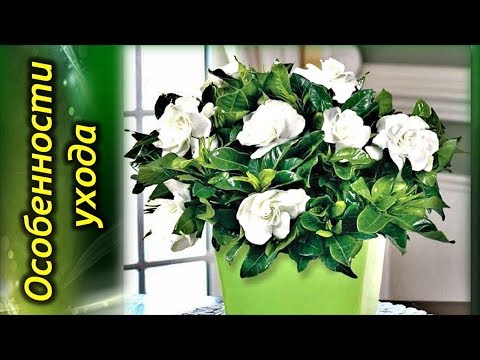 Комнатный цветок гардения