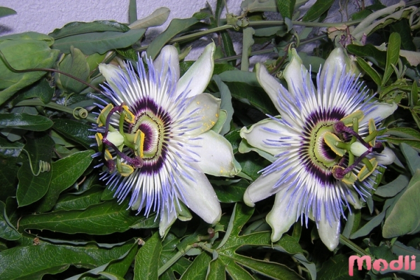 Цветок пассифлоры - плоды маракуйя