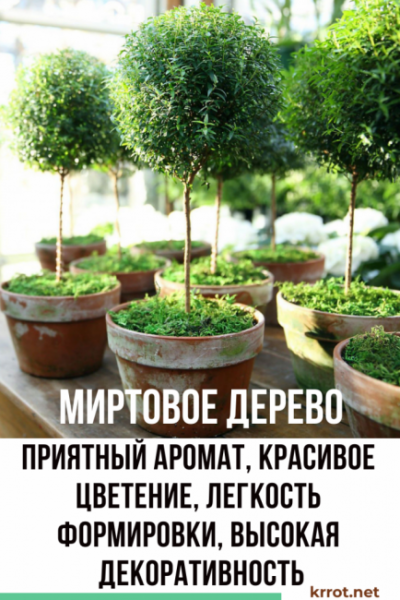 Цветок Мирт обыкновенный: посадка, выращивание и уход в домашних условиях (25+ Фото & Видео) + Отзывы