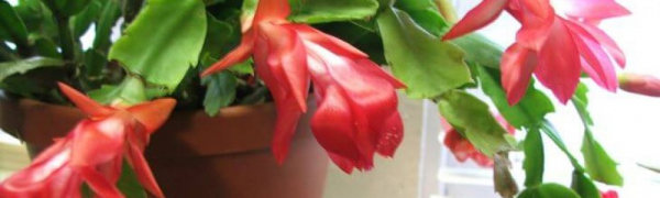 Название комнатного растения с красными цветами