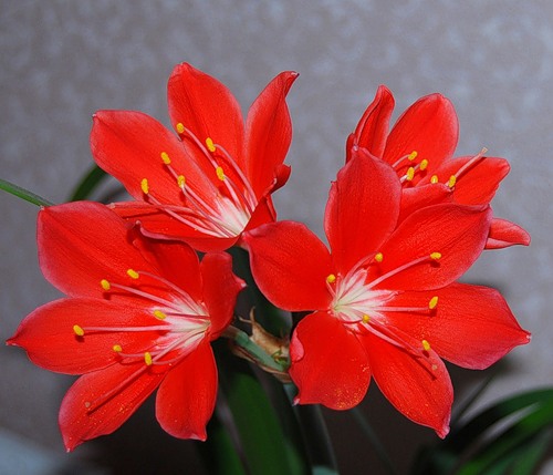 Название комнатного растения с красными цветами