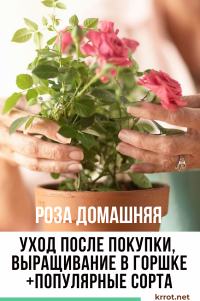 Роза домашняя (комнатная) в горшке: уход после покупки, выращивание (20+ Фото & Видео) +Отзывы