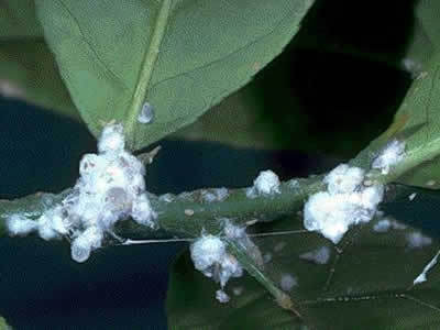 Белая пыльца на листьях домашних цветов