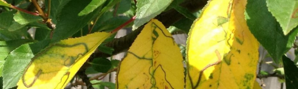Почему желтеют листья у домашних растений?
